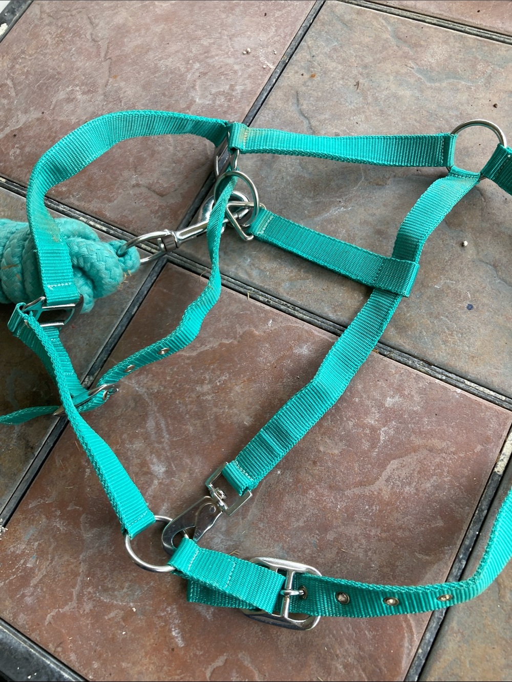 NWOT  Buckle nose Teal Horse Halter with Lead Rope - - Picture 4 of 5